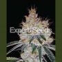OGesus Auto Feminized Marijuana Strain by Expert Seeds For Sale Online at Cannabis Seeds Outlet
