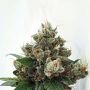 Respect 4 Gorilla Feminized Marijuana Strain by Expert Seeds For Sale Online at Cannabis Seeds Outlet