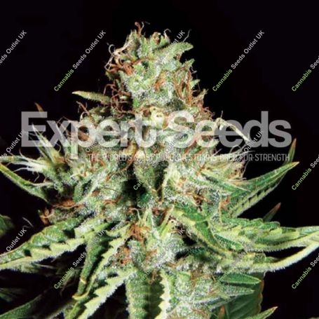 Sweet Cream Auto Feminized Marijuana Strain by Expert Seeds For Sale Online at Cannabis Seeds Outlet