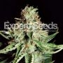 Sweet Cream Auto Feminized Marijuana Strain by Expert Seeds For Sale Online at Cannabis Seeds Outlet