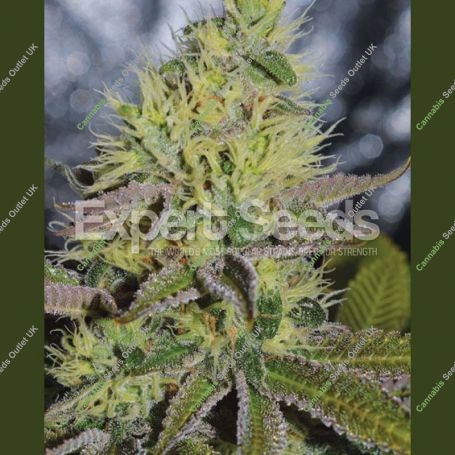 Sweet Zombie Feminized Marijuana Strain by Expert Seeds For Sale Online at Cannabis Seeds Outlet