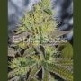 Sweet Zombie Feminized Marijuana Strain by Expert Seeds For Sale Online at Cannabis Seeds Outlet