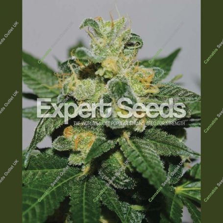 White Gold Feminized Marijuana Strain by Expert Seeds For Sale Online at Cannabis Seeds Outlet