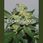White Gold Feminized Marijuana Strain by Expert Seeds For Sale Online at Cannabis Seeds Outlet