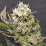 ZkittleZ Glue Female Expert Cannabis Seeds