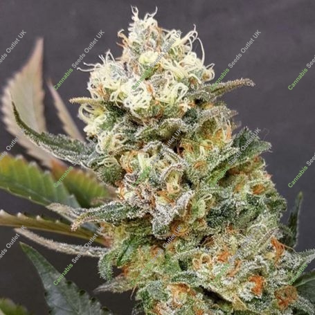ZkittleZ Glue Feminized Marijuana Strain by Expert Seeds For Sale Online at Cannabis Seeds Outlet