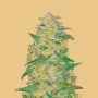 AK Automatic Female Fast Buds Cannabis Seeds