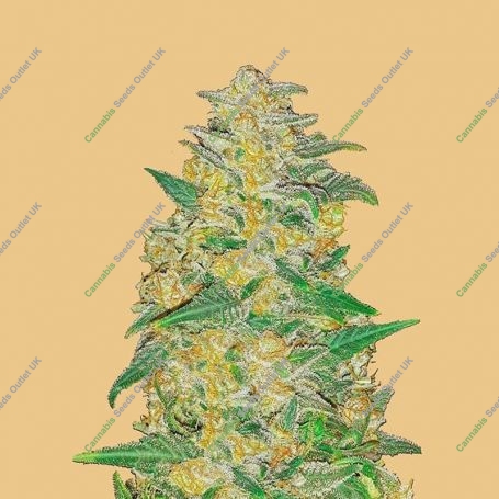 AK Automatic Feminized Marijuana Strain by Fast Buds For Sale Online at Cannabis Seeds Outlet