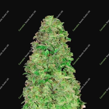 CBD 20:1 Auto Feminized Marijuana Strain by Fast Buds For Sale Online at Cannabis Seeds Outlet