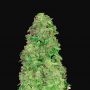 CBD 20:1 Auto Feminized Marijuana Strain by Fast Buds For Sale Online at Cannabis Seeds Outlet