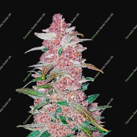 Blackberry Auto Feminized Marijuana Strain by Fast Buds For Sale Online at Cannabis Seeds Outlet