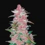 Blackberry Auto Feminized Marijuana Strain by Fast Buds For Sale Online at Cannabis Seeds Outlet