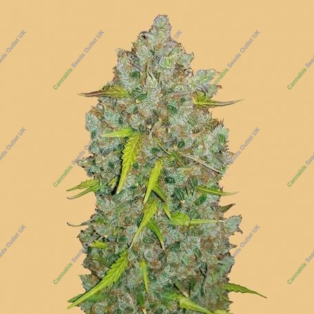 Bubblegum Auto Feminized Marijuana Strain by Fast Buds For Sale Online at Cannabis Seeds Outlet