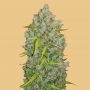 Bubblegum Auto Feminized Marijuana Strain by Fast Buds For Sale Online at Cannabis Seeds Outlet