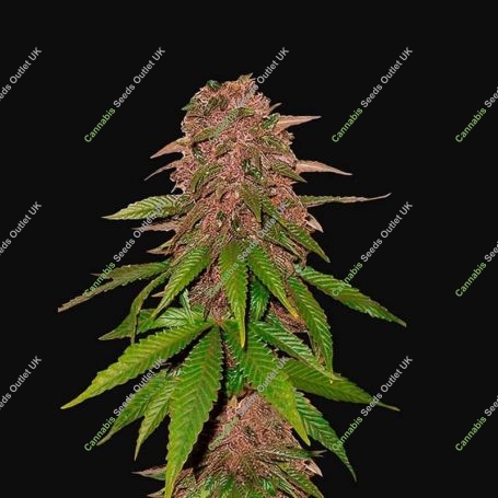 C4 matic Auto Feminized Marijuana Strain by Fast Buds For Sale Online at Cannabis Seeds Outlet