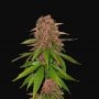 C4 matic Auto Feminized Marijuana Strain by Fast Buds For Sale Online at Cannabis Seeds Outlet