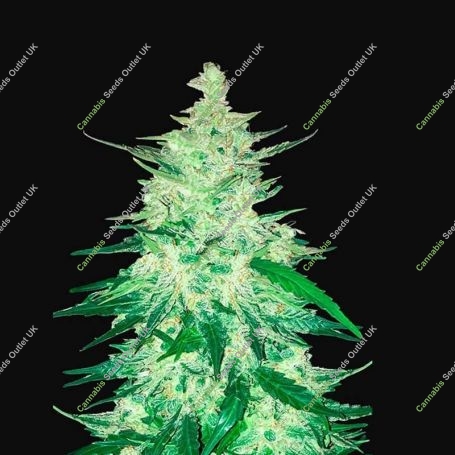 CBD 1:1 (CBD Crack) Auto Marijuana Strain by Fast Buds For Sale Online at Cannabis Seeds Outlet