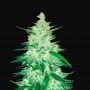 CBD 1:1 (CBD Crack) Auto Marijuana Strain by Fast Buds For Sale Online at Cannabis Seeds Outlet