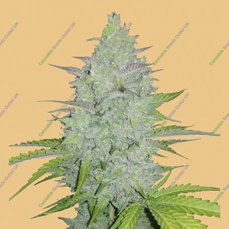 Original Cheese Auto Feminized Marijuana Strain by Fast Buds For Sale Online at Cannabis Seeds Outlet
