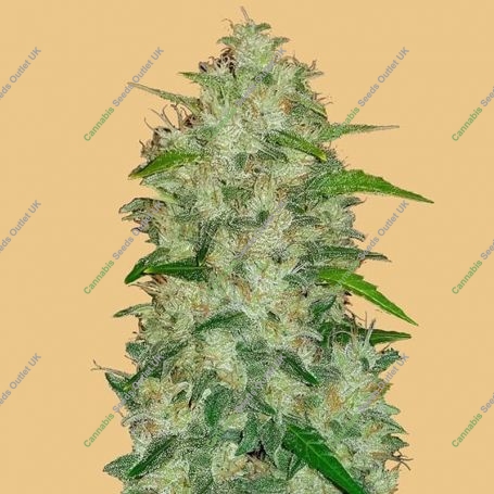 Chemdawg Auto Feminized Marijuana Strain by Fast Buds For Sale Online at Cannabis Seeds Outlet