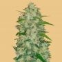 Chemdawg Auto Feminized Marijuana Strain by Fast Buds For Sale Online at Cannabis Seeds Outlet