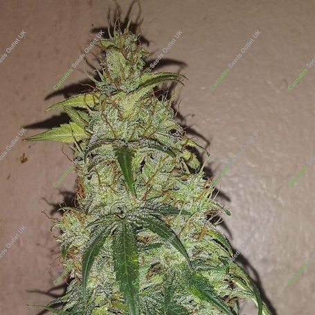 Critical Auto Feminized Marijuana Strain by Fast Buds For Sale Online at Cannabis Seeds Outlet