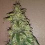 Critical Auto Feminized Marijuana Strain by Fast Buds For Sale Online at Cannabis Seeds Outlet