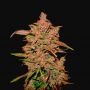 Crystal M.E.T.H. Auto Fem Fast Buds Cannabis Seeds