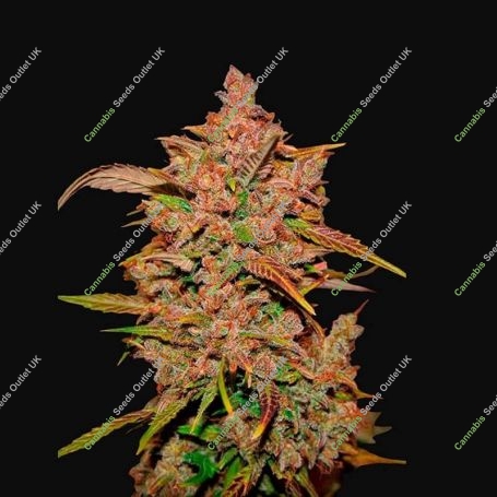 Crystal M.E.T.H. Auto Feminized Marijuana Strain by Fast Buds For Sale Online at Cannabis Seeds Outlet