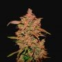 Crystal M.E.T.H. Auto Feminized Marijuana Strain by Fast Buds For Sale Online at Cannabis Seeds Outlet