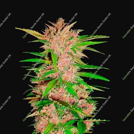 Fastberry Auto Feminized Marijuana Strain by Fast Buds For Sale Online at Cannabis Seeds Outlet