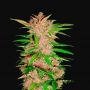 Fastberry Auto Feminized Marijuana Strain by Fast Buds For Sale Online at Cannabis Seeds Outlet