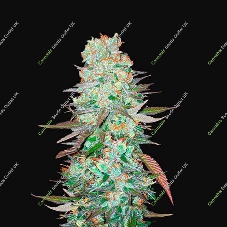 G14 Automatic Feminized Marijuana Strain by Fast Buds For Sale Online at Cannabis Seeds Outlet