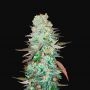 G14 Automatic Feminized Marijuana Strain by Fast Buds For Sale Online at Cannabis Seeds Outlet