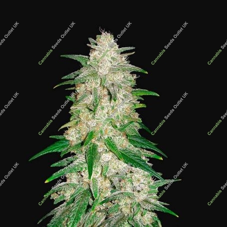 Gelato Automatic Feminized Marijuana Strain by Fast Buds For Sale Online at Cannabis Seeds Outlet