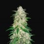 Gelato Automatic Feminized Marijuana Strain by Fast Buds For Sale Online at Cannabis Seeds Outlet