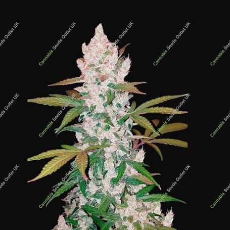 Cookies Auto Feminized Marijuana Strain by Fast Buds For Sale Online at Cannabis Seeds Outlet