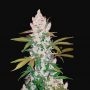 Cookies Auto Feminized Marijuana Strain by Fast Buds For Sale Online at Cannabis Seeds Outlet