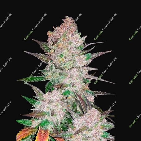Cream Cookies Auto Feminized Marijuana Strain by Fast Buds For Sale Online at Cannabis Seeds Outlet