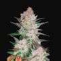 Cream Cookies Auto Feminized Marijuana Strain by Fast Buds For Sale Online at Cannabis Seeds Outlet