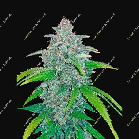 Blue Dreammatic Auto Feminized Marijuana Strain by Fast Buds For Sale Online at Cannabis Seeds Outlet