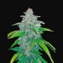 Blue Dreammatic Auto Feminized Marijuana Strain by Fast Buds For Sale Online at Cannabis Seeds Outlet