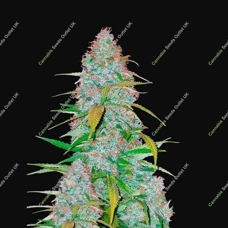California Snow Auto Feminized Marijuana Strain by Fast Buds For Sale Online at Cannabis Seeds Outlet