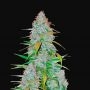 California Snow Auto Feminized Marijuana Strain by Fast Buds For Sale Online at Cannabis Seeds Outlet