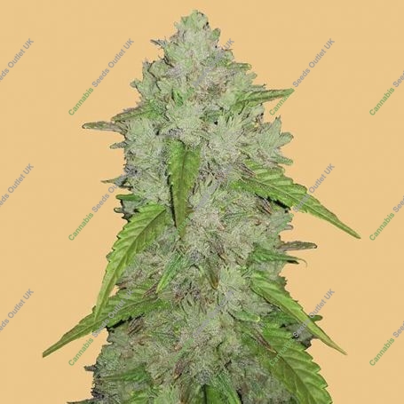Original Amnesia Haze Auto Feminized Marijuana Strain by Fast Buds For Sale Online at Cannabis Seeds Outlet