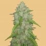 Original Amnesia Haze Auto Feminized Marijuana Strain by Fast Buds For Sale Online at Cannabis Seeds Outlet