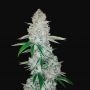 Gorilla Glue Auto Feminized Marijuana Strain by Fast Buds For Sale Online at Cannabis Seeds Outlet