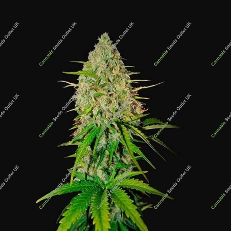 Grapefruit Auto Feminized Marijuana Strain by Fast Buds For Sale Online at Cannabis Seeds Outlet