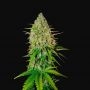 Grapefruit Auto Feminized Marijuana Strain by Fast Buds For Sale Online at Cannabis Seeds Outlet