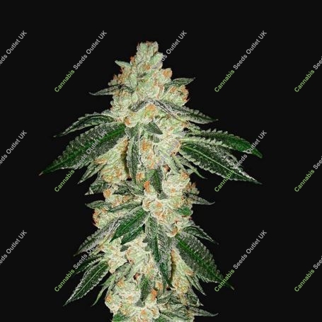 Green Crack Auto Feminized Marijuana Strain by Fast Buds For Sale Online at Cannabis Seeds Outlet
